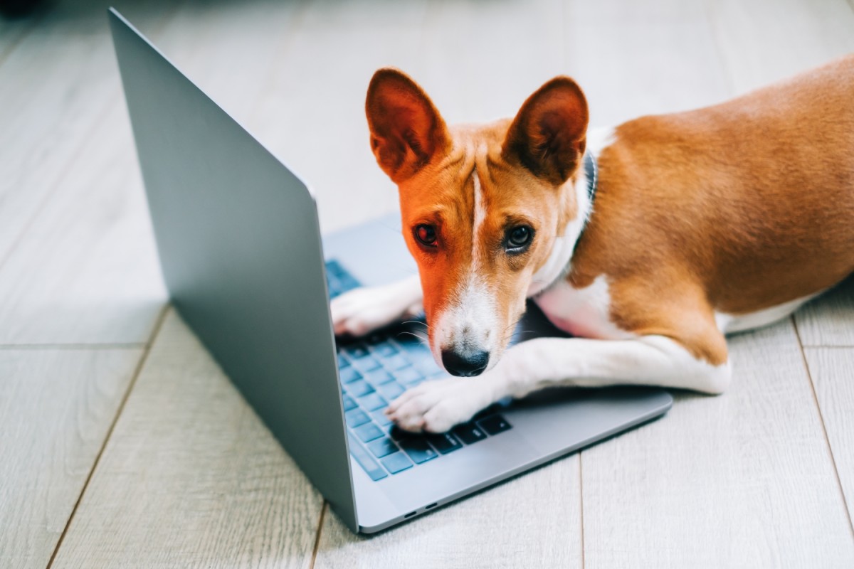 Simployer: Hundägare – skäl(l) att jobba hemifrån?