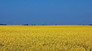 Swedfund investerar för jobb, livsmedelssäkerhet och ekonomisk motståndskraft i Ukraina